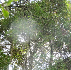 Phyllocladus trichomanoides