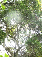 Phyllocladus trichomanoides