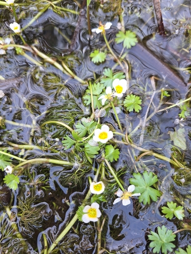 common water-crowfoot (Ranunculus aquatilis)