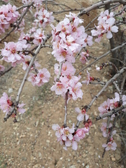 Prunus trichamygdalus