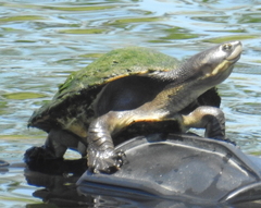 Northern Yellow-Faced Turtle photo 3