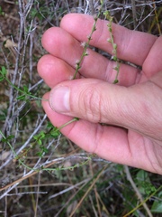 Gonocarpus aggregatus