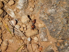 Melanerythrus mactans