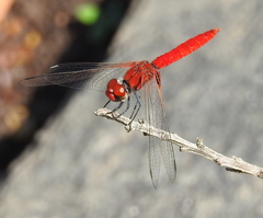Aethriamanta circumsignata