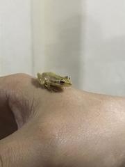 Scinax