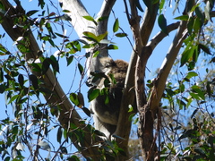 Phascolarctos cinereus victor