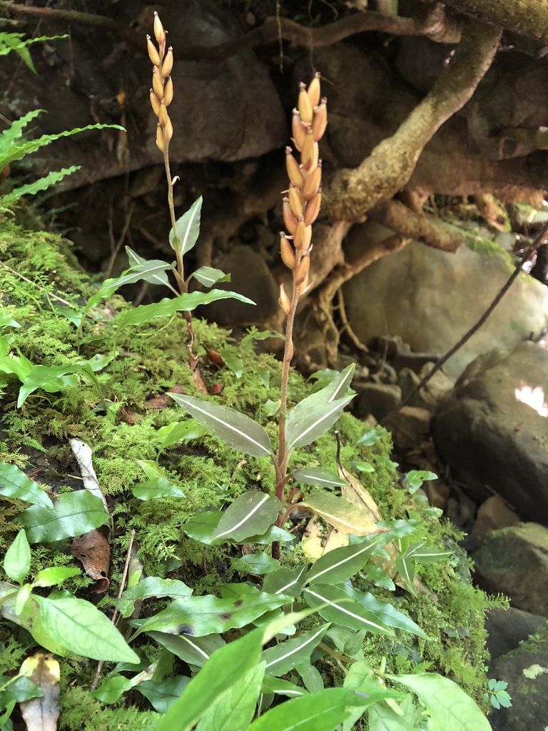 Rhomboda cristata