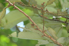 Knema attenuata, photograph (c) Dinesh Valke, some rights reserved (CC BY-SA)