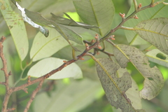 Knema attenuata, photograph (c) Dinesh Valke, some rights reserved (CC BY-SA)
