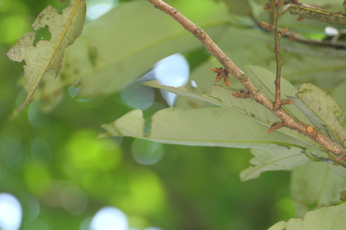 Knema attenuata