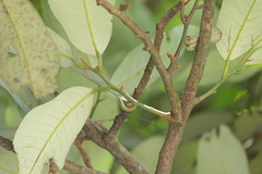 Knema attenuata, photograph (c) Dinesh Valke, some rights reserved (CC BY-SA)