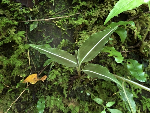Rhomboda yakusimensis iNat (2)
