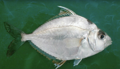 Oblong ponyfish (Nuchequula gerreoides) — Leiognathidae — 3