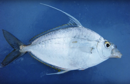Highfin ponyfish (Equulites leuciscus) — Leiognathidae — 4