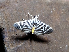 Spilomela perspicata