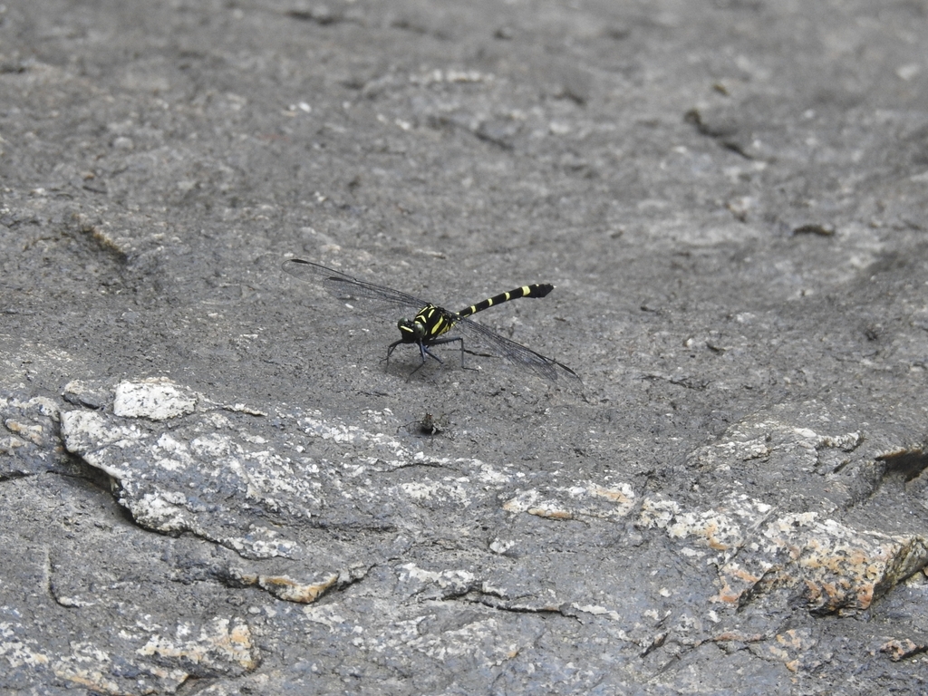 Dark Longleg