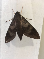 Gnathothlibus erotus