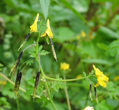 Corydalis cornuta