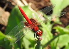 Aethriamanta circumsignata