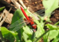 Aethriamanta circumsignata