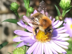 Bombus pascuorum