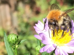 Bombus pascuorum