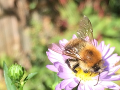 Bombus pascuorum