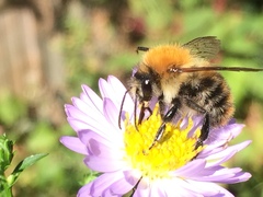 Bombus pascuorum