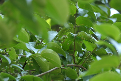 Celtis timorensis