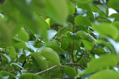 Celtis timorensis