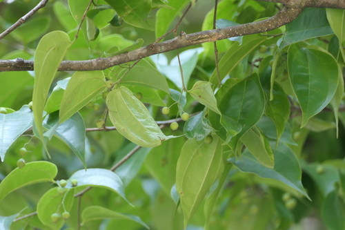 Celtis timorensis, photograph 1