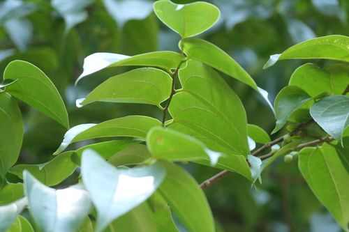 Celtis timorensis, photograph 2