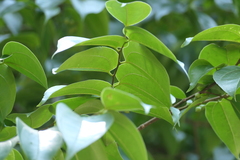 (c) Dinesh Valke, some rights reserved (CC BY-SA) Celtis timorensis, photograph (c) Dinesh Valke, some rights reserved (CC BY-SA)