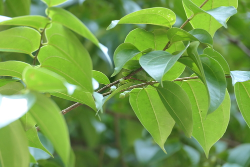 Celtis timorensis, photograph 3