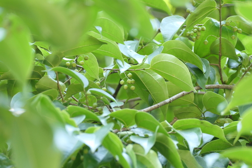 Celtis timorensis, photograph 4