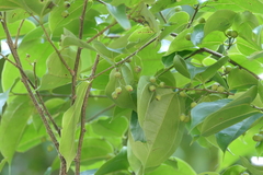 (c) Dinesh Valke, some rights reserved (CC BY-SA) Celtis timorensis, photograph (c) Dinesh Valke, some rights reserved (CC BY-SA)