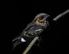 Jerdon's Nightjar photo 2