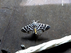 Spilomela perspicata