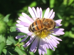 Apis mellifera