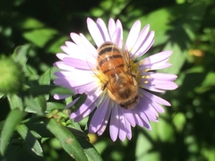 Apis mellifera