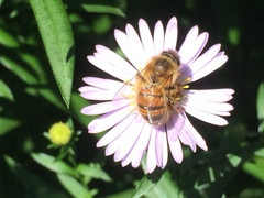Apis mellifera
