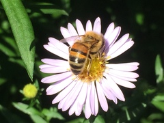 Apis mellifera