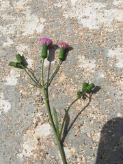 Emilia sonchifolia image