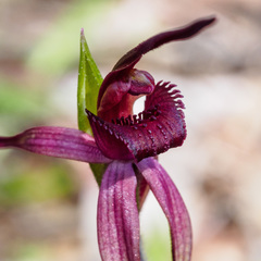 Caladenia clavescens
