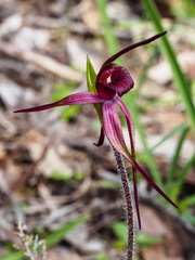 Caladenia clavescens