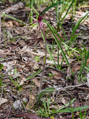 Caladenia clavescens