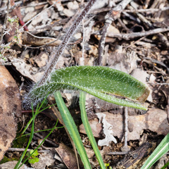 Caladenia clavescens