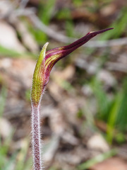 Caladenia clavescens