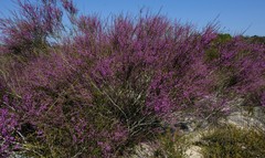 Muraltia scoparia