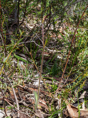 Caladenia clavescens
